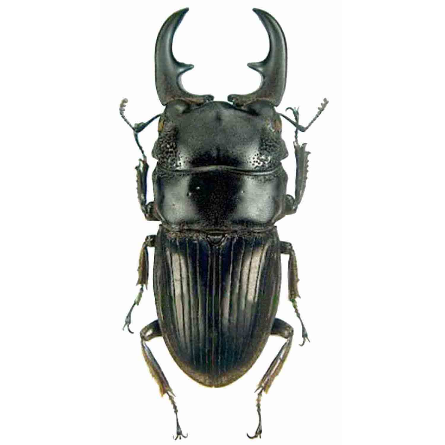 L'Arca di Noè - Aegus acuminatus acuminatus Cervo Volante